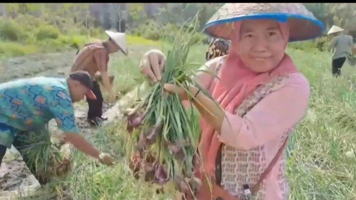 Kelompok Tani Makmur di Desa Tungku Jaya, Kecamatan Sosoh Buay Rayap